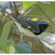 Male. Note: blue above and white belly.