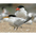 Adult breeding with Caspian Tern in background