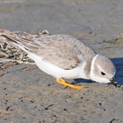 Winter plumage. Note: soft gray plumage, white collar, and yellow legs.